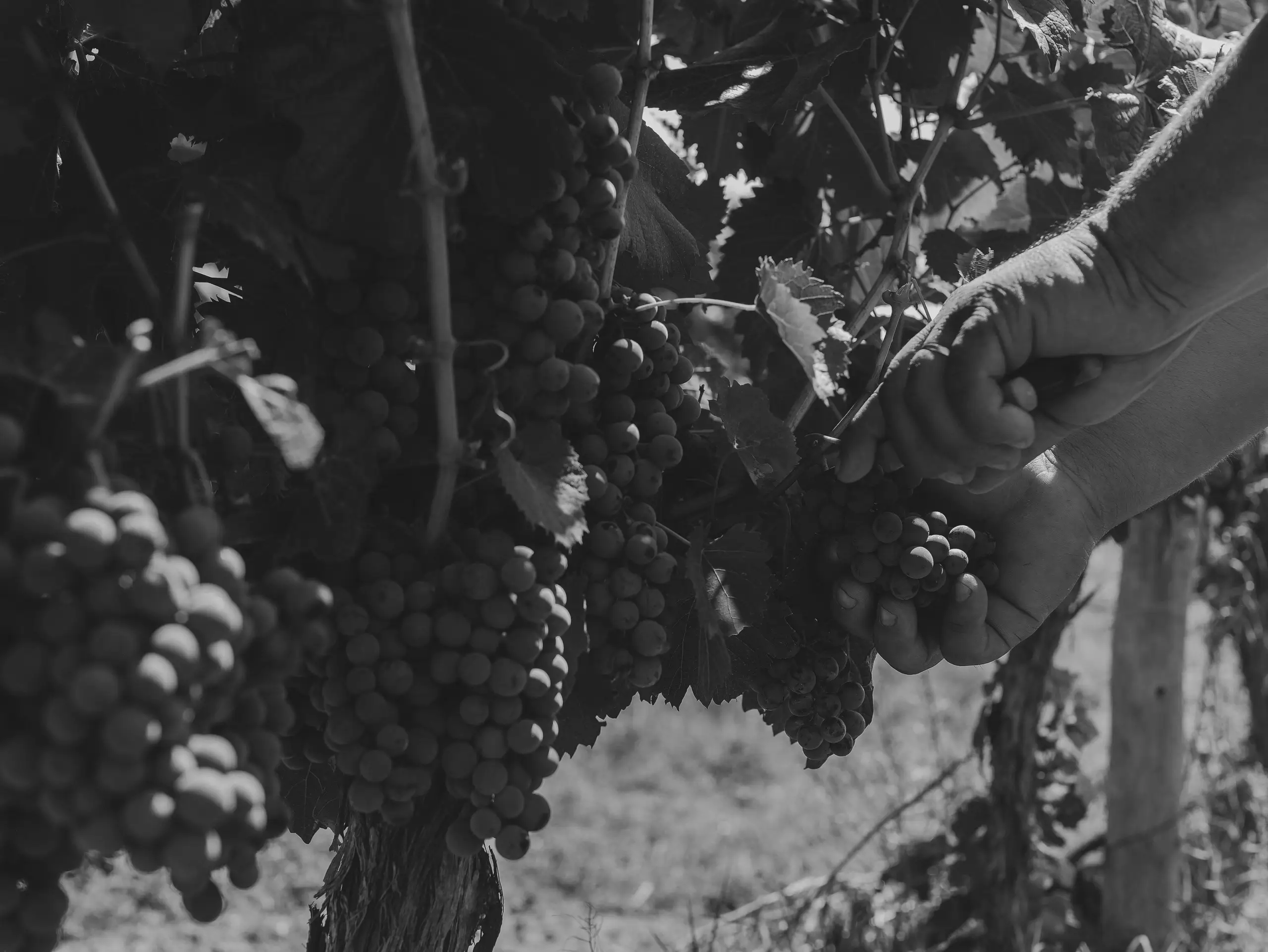 Manos cortando un racimo de uvas entre las vides de la finca de Terralena