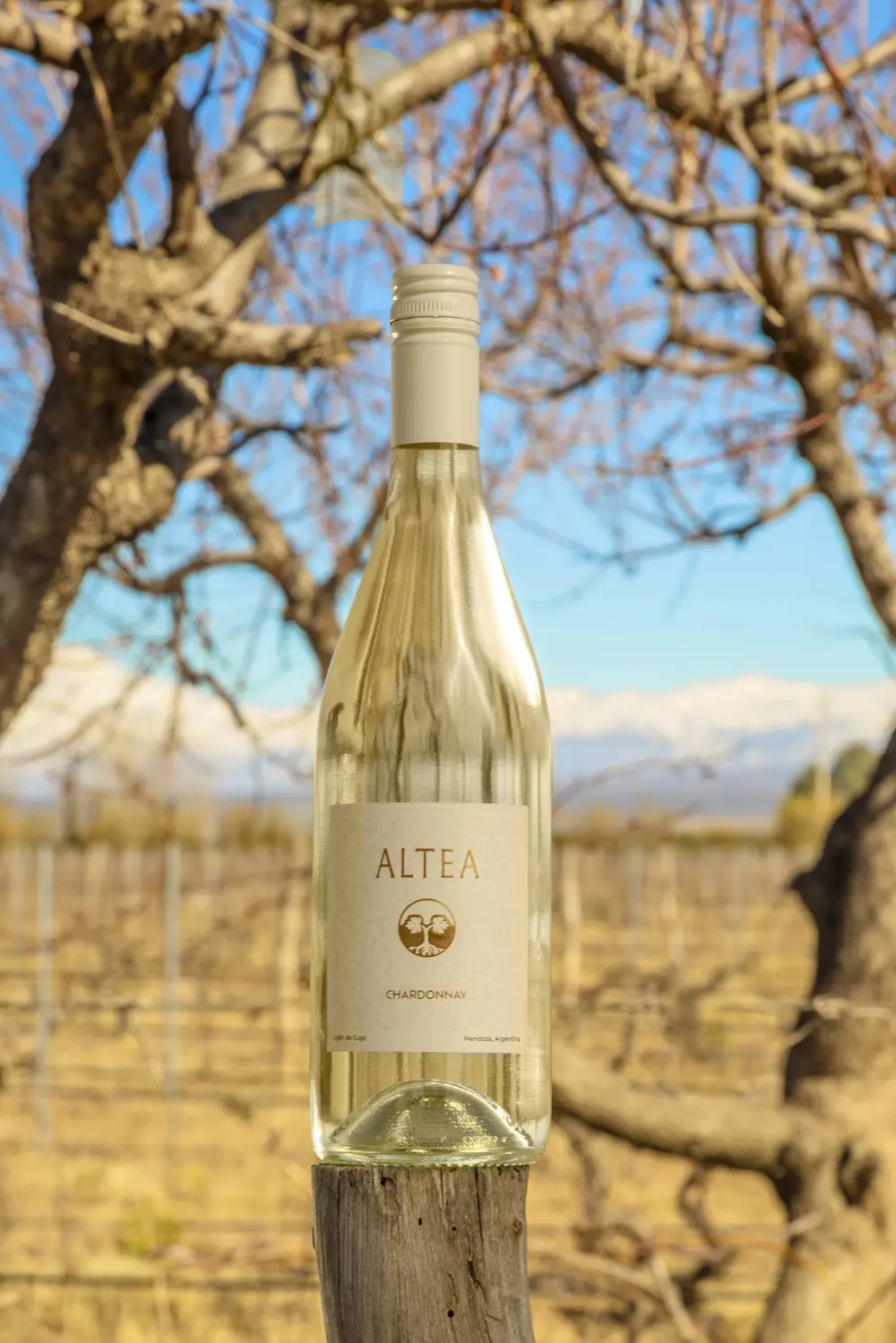 Una botella de Altea Chardonnay sobre un poste del viñedo, con la cordillera nevada atrás