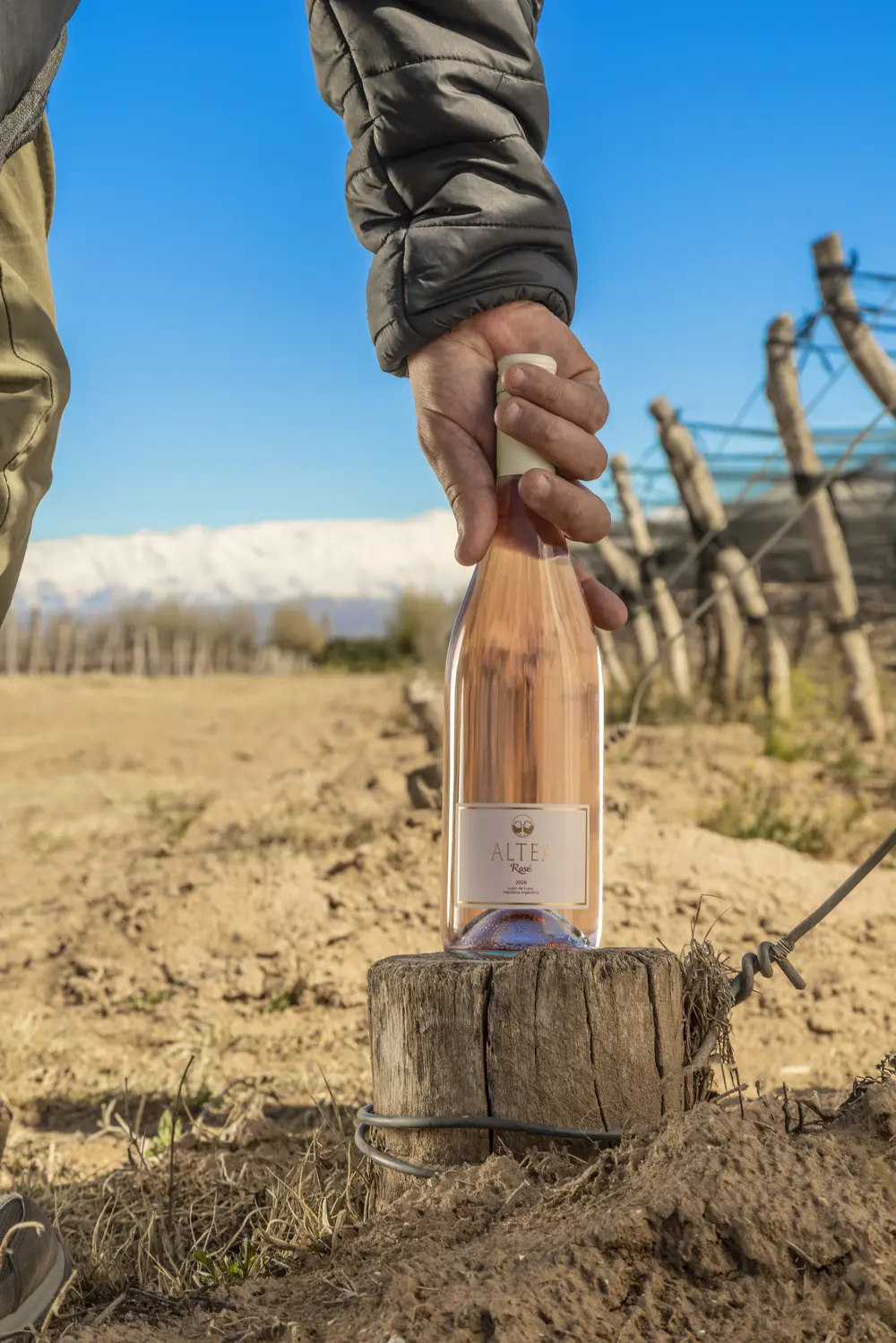 Una botella de Altea Rosé apoyada sobre un poste del viñedo, con la cordillera nevada atrás