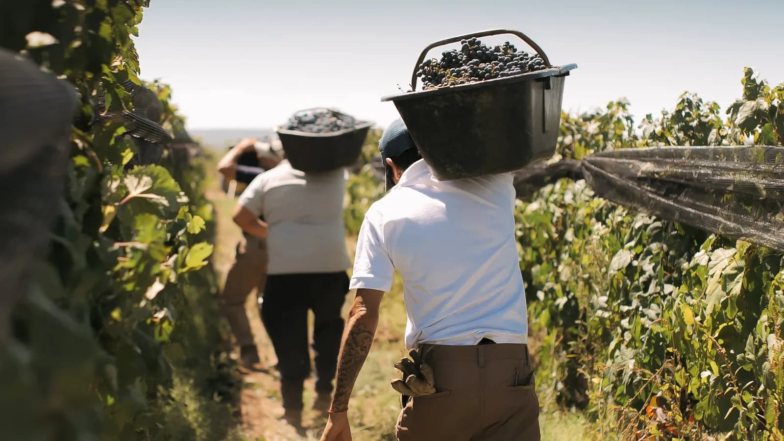 Cosechadores llevando gamelas de uva al hombro entre las hileras