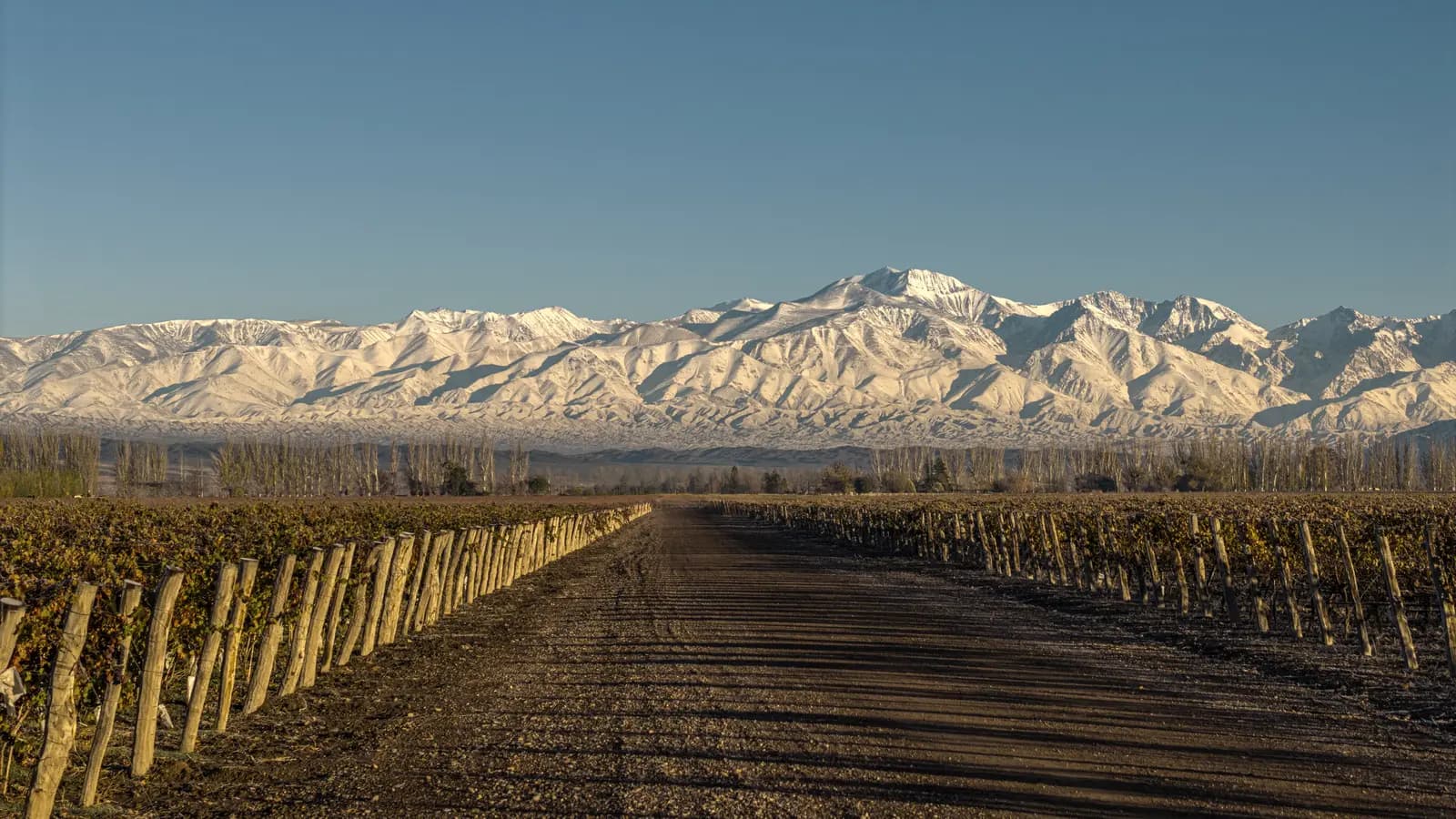 Un camino entre hileras del viñedo que lleva a la cordillera nevada, en Agrelo