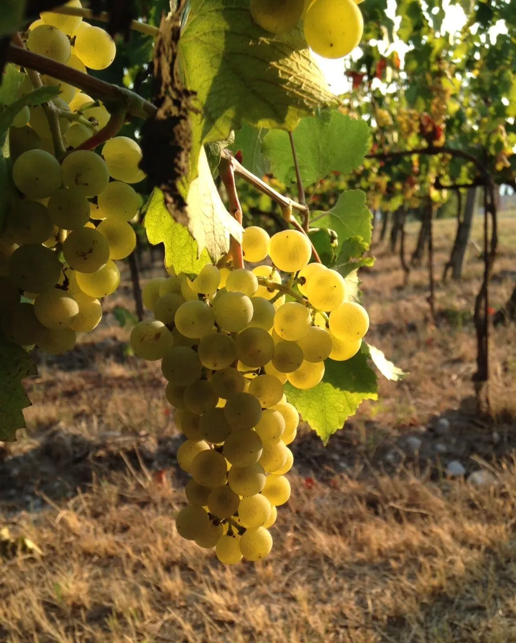 Racimo de uvas blancas a contraluz en el viñedo de Terralena
