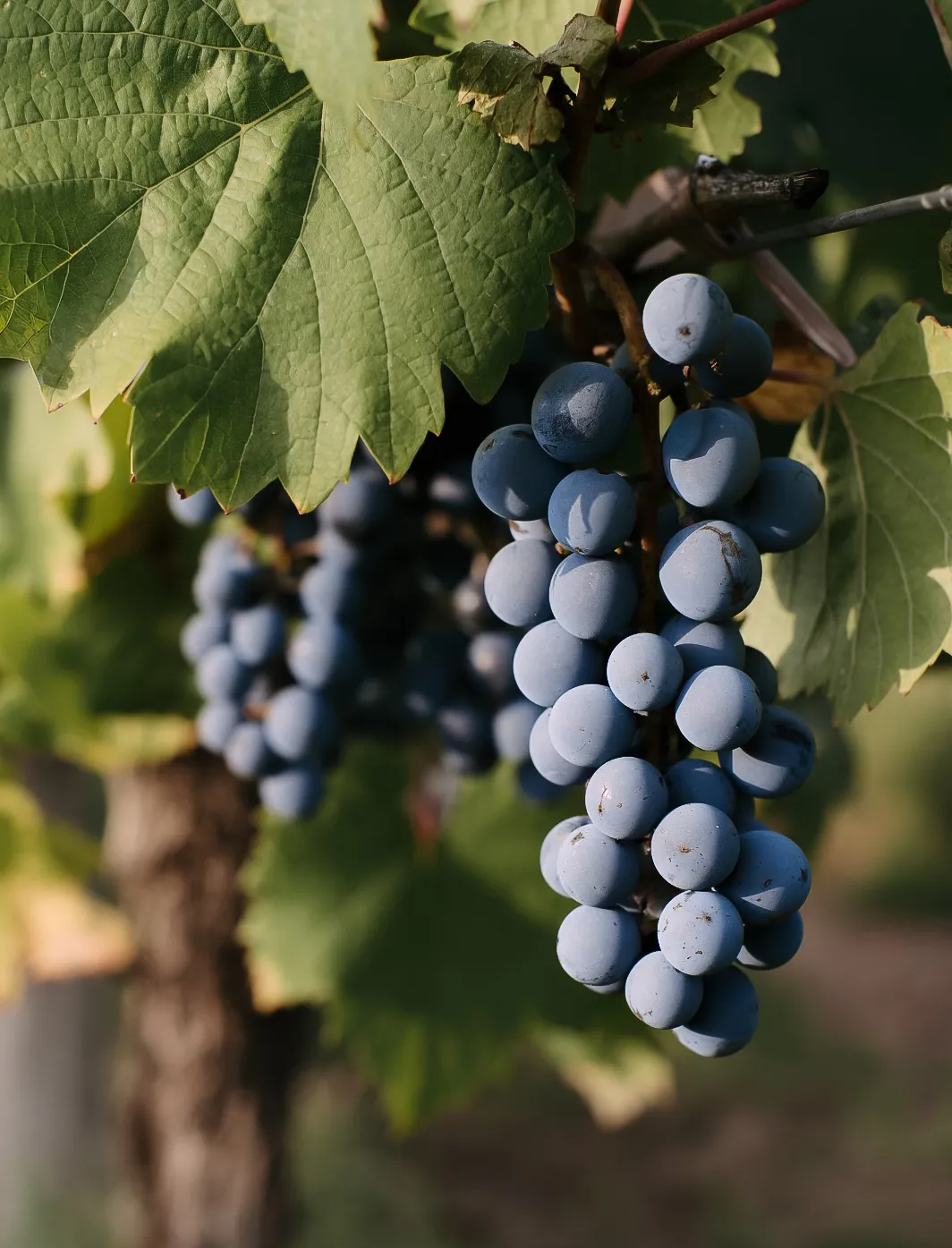 Racimo de uvas tintas entre las hojas, viñedo de Terralena