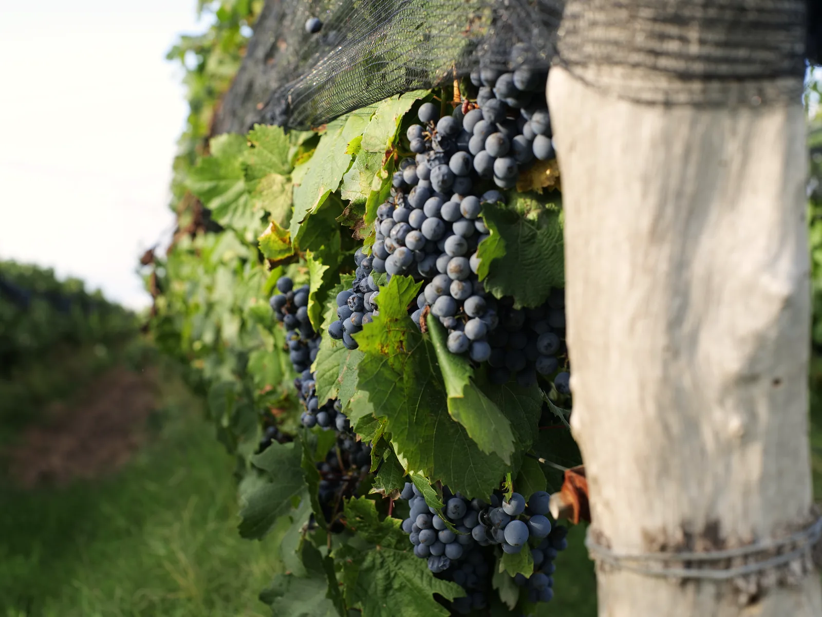 Racimo de uvas en el viñedo de Terralena
