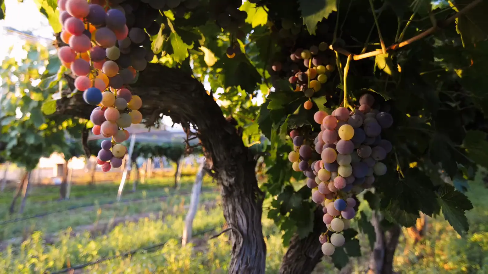 Racimos de uva tinta colgando de una cepa vieja a contraluz, viñedo de Terralena